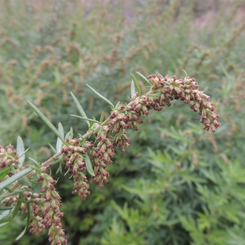 Artemisia verlotiorum