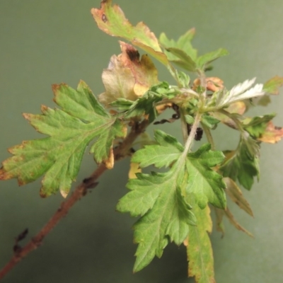 Artemisia verlotiorum