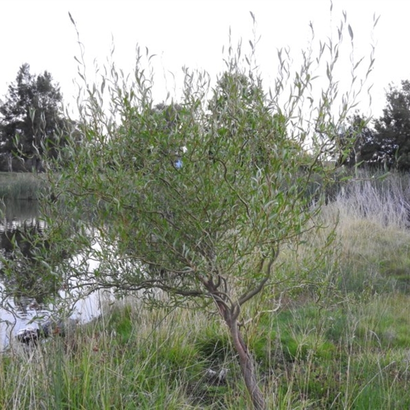 Salix matsudana