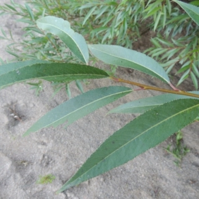 Salix nigra