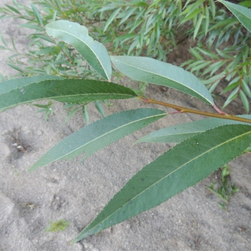 Salix nigra