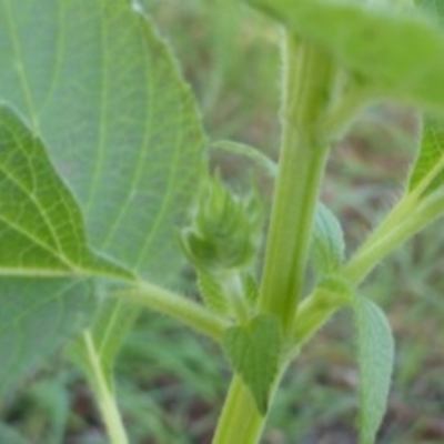 Salvia hispanica