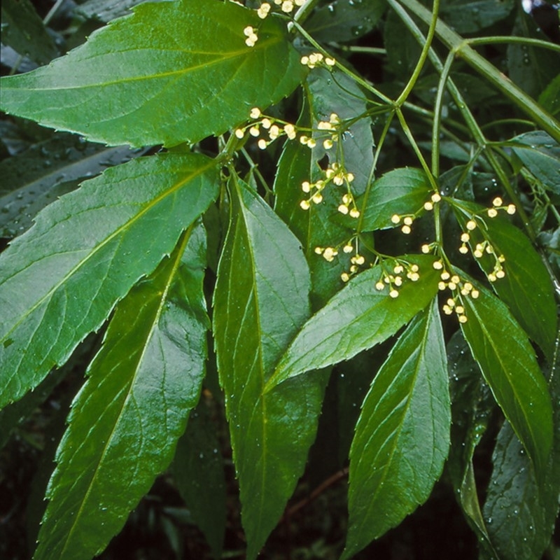 Sambucus australasica