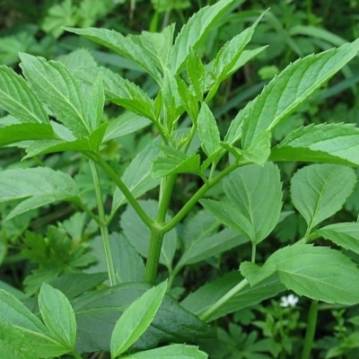 Sambucus australasica