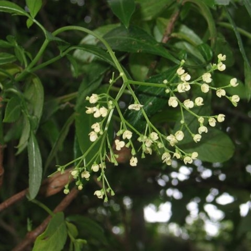 Sambucus australasica