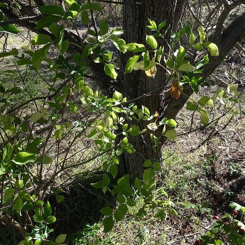 Sambucus nigra