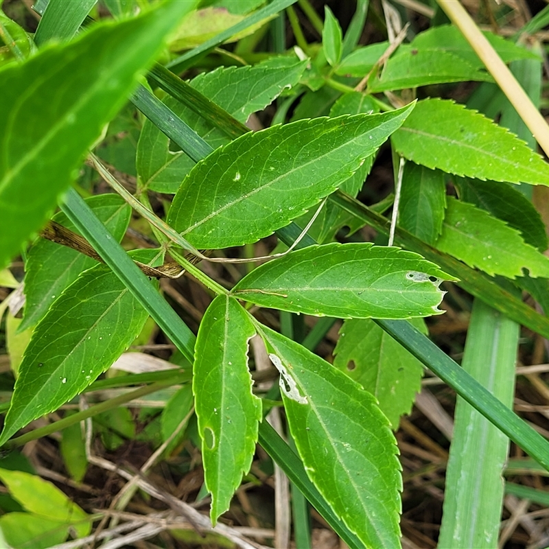 Sambucus nigra