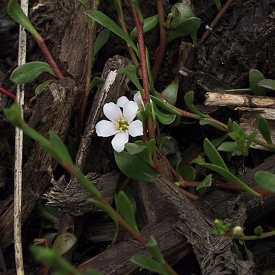 Samolus repens