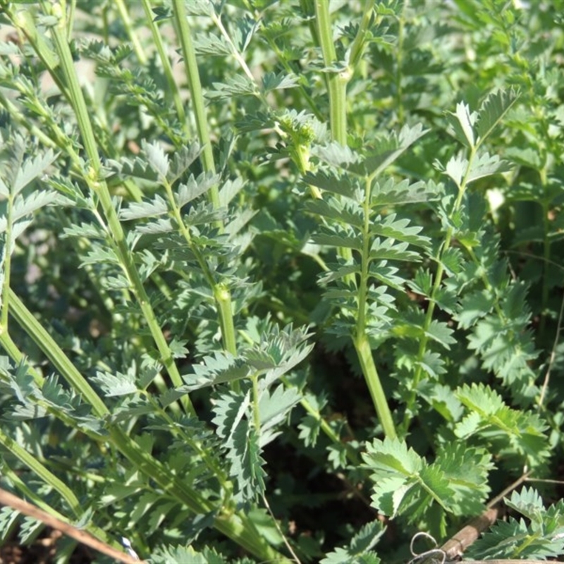 Sanguisorba minor