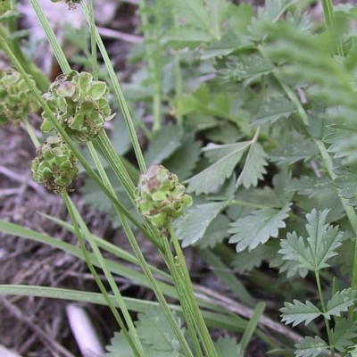 Sanguisorba minor subsp. muricata