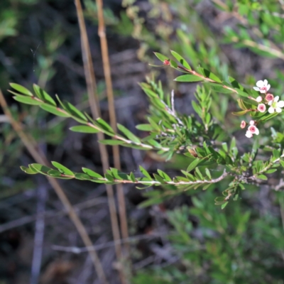 Sannantha pluriflora