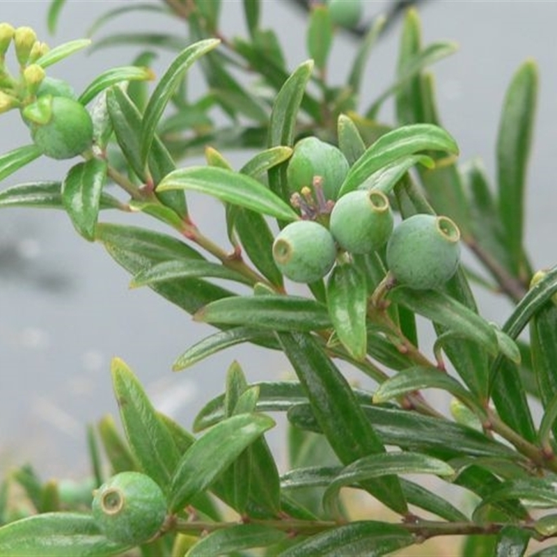 Santalum obtusifolium