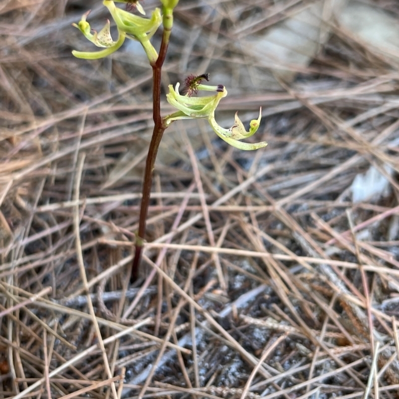 Arthrochilus prolixus