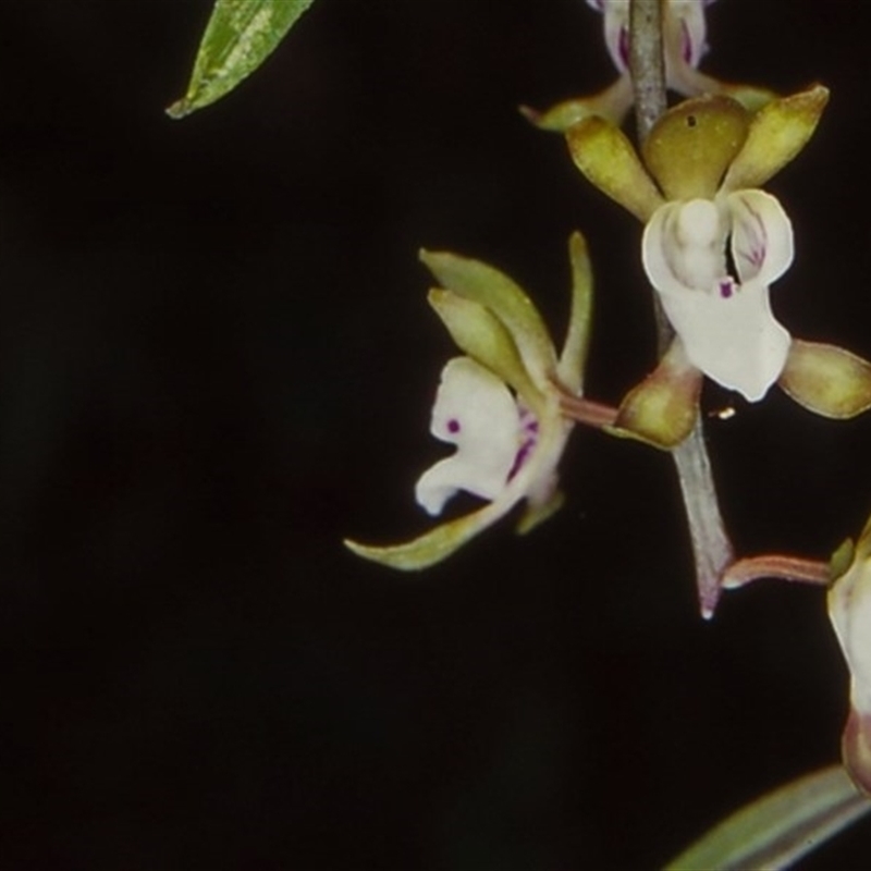 Sarcochilus australis