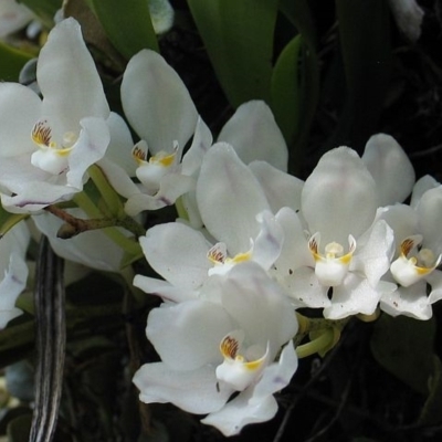 Sarcochilus falcatus