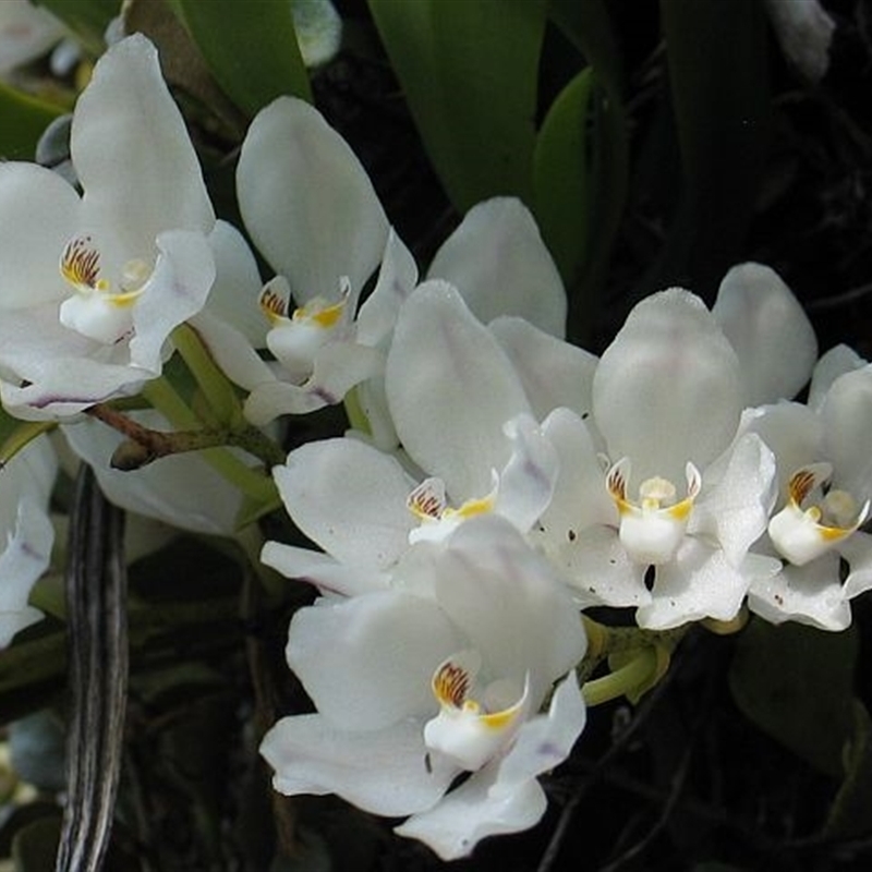 Sarcochilus falcatus