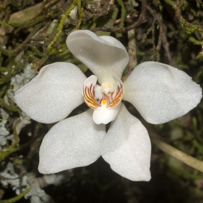 Sarcochilus falcatus