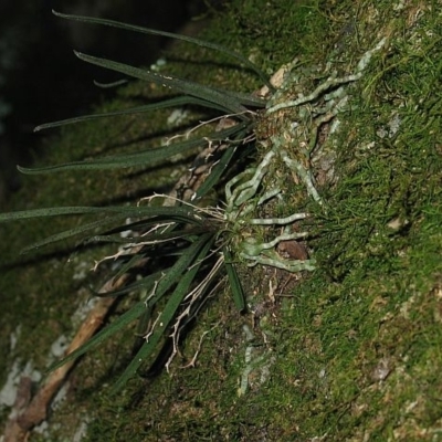 Sarcochilus hillii