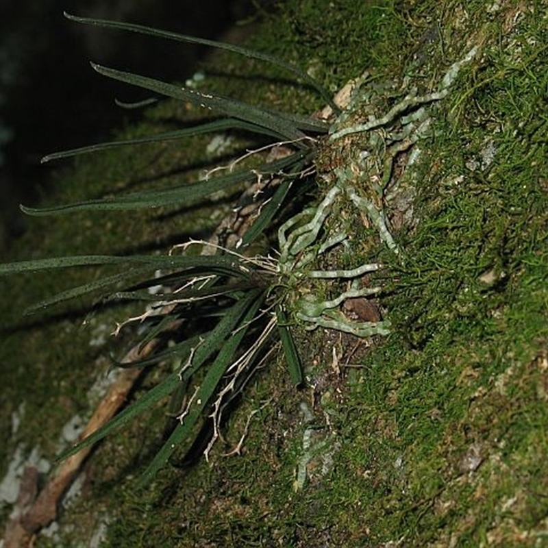 Sarcochilus hillii