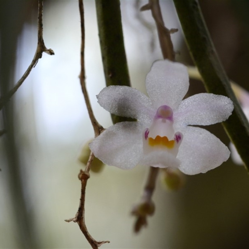 Sarcochilus hillii