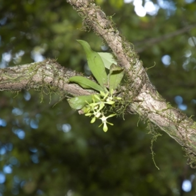 Sarcochilus parviflorus