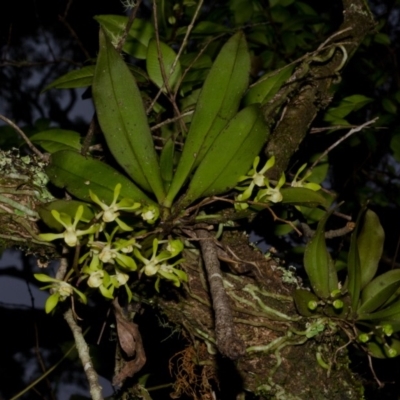 Sarcochilus parviflorus