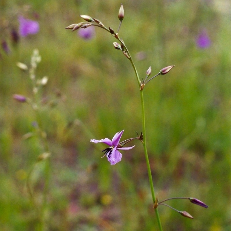 Arthropodium fimbriatum