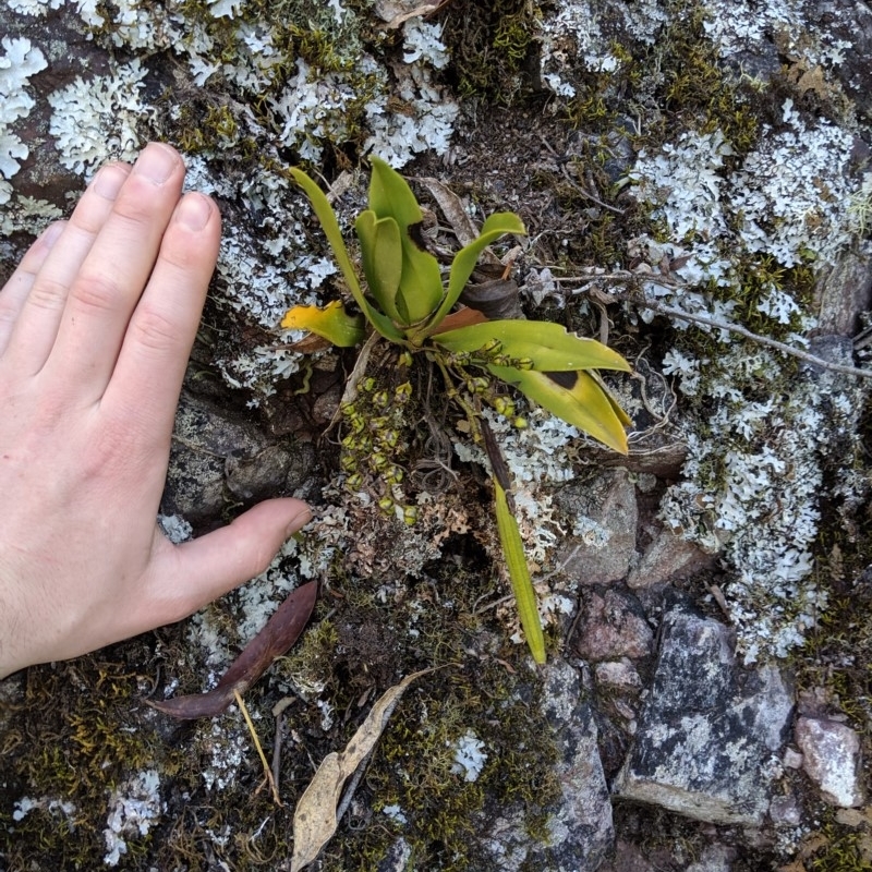 Sarcochilus sp.