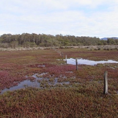 Sarcocornia quinqueflora subsp. quinqueflora