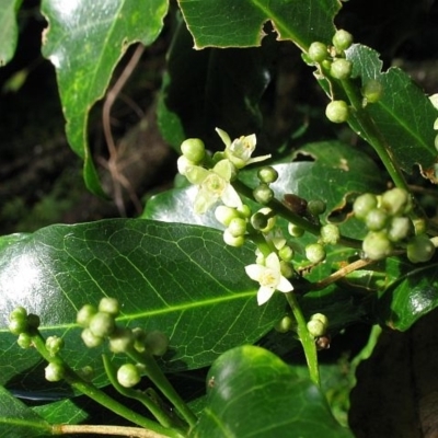 Sarcomelicope simplicifolia subsp. simplicifolia