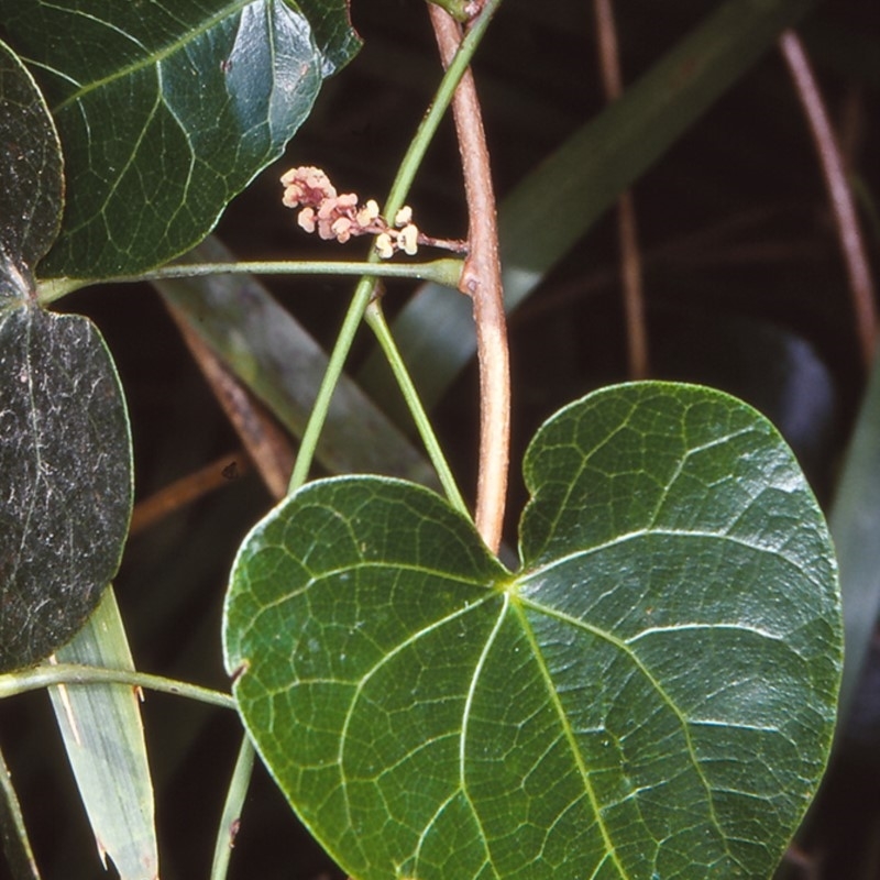 Sarcopetalum harveyanum