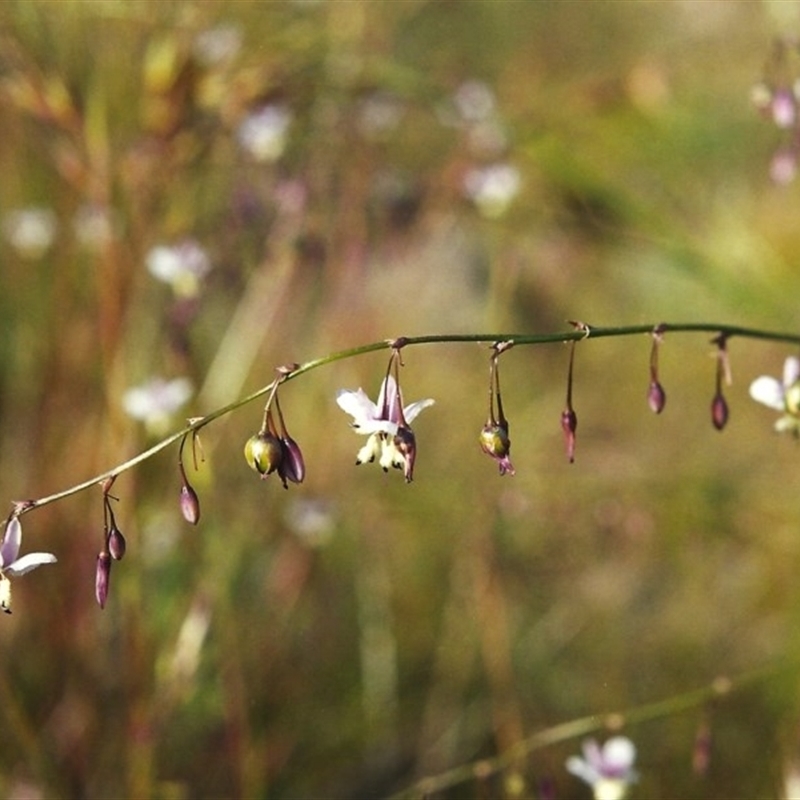 Arthropodium milleflorum