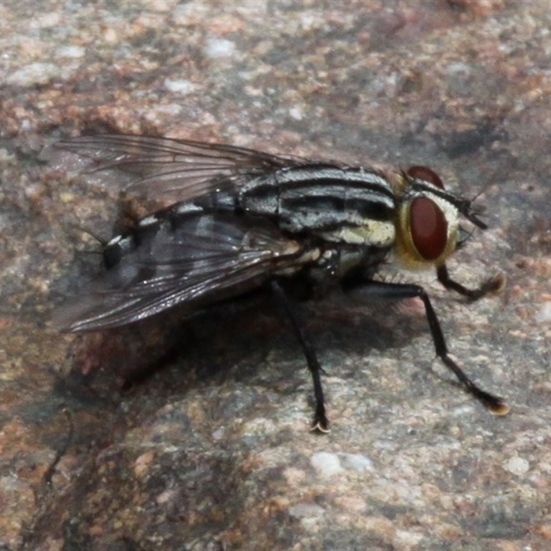 Sarcophagidae (family)