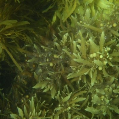 Sargassum sp. (genus)