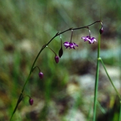 Arthropodium minus