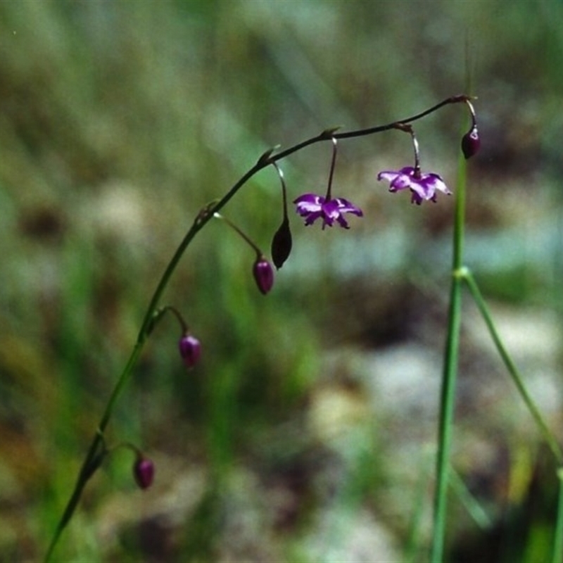 Arthropodium minus