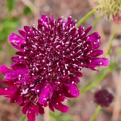 Scabiosa atropurpurea