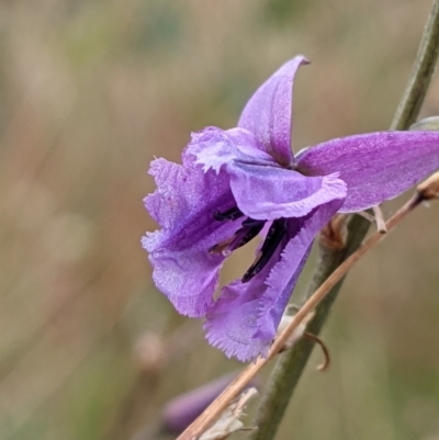 Arthropodium sp.