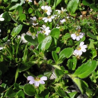 Scaevola albida