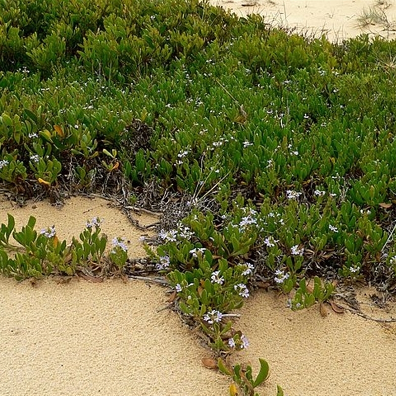 Scaevola calendulacea