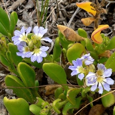 Scaevola calendulacea