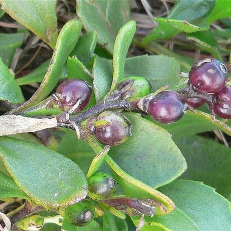 Scaevola calendulacea