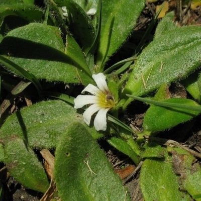 Scaevola hookeri