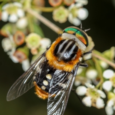 Scaptia (Scaptia) auriflua