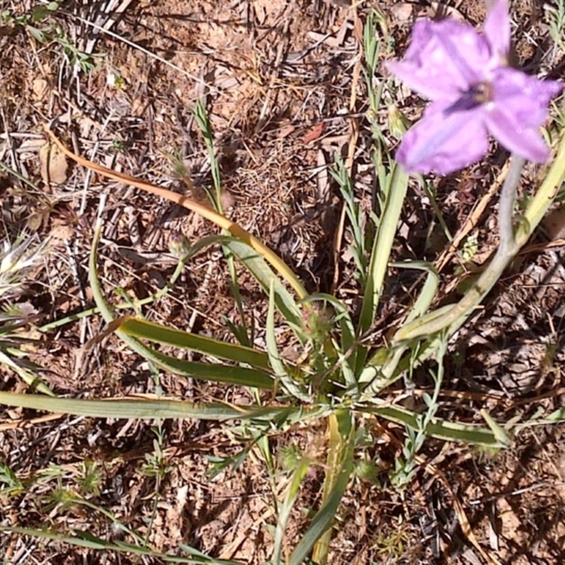 Arthropodium sp. Albury (A.D.J.Piesse 9)