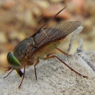 abdomen tan-brown above and whitish below