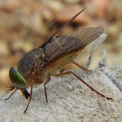 abdomen tan-brown above and whitish below