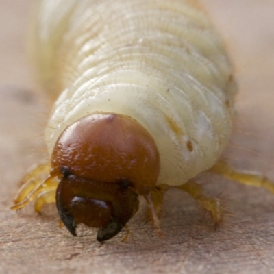 Scarabaeidae (family)