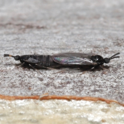 Scatopsidae (family)