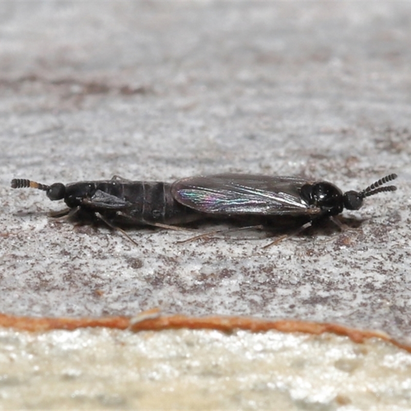 Scatopsidae (family)